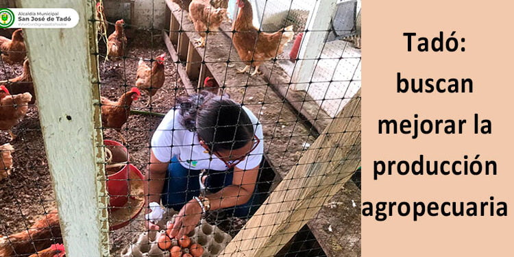 Tadó: buscan mejorar la producción agropecuaria